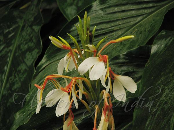 Spiked Ginger Lily